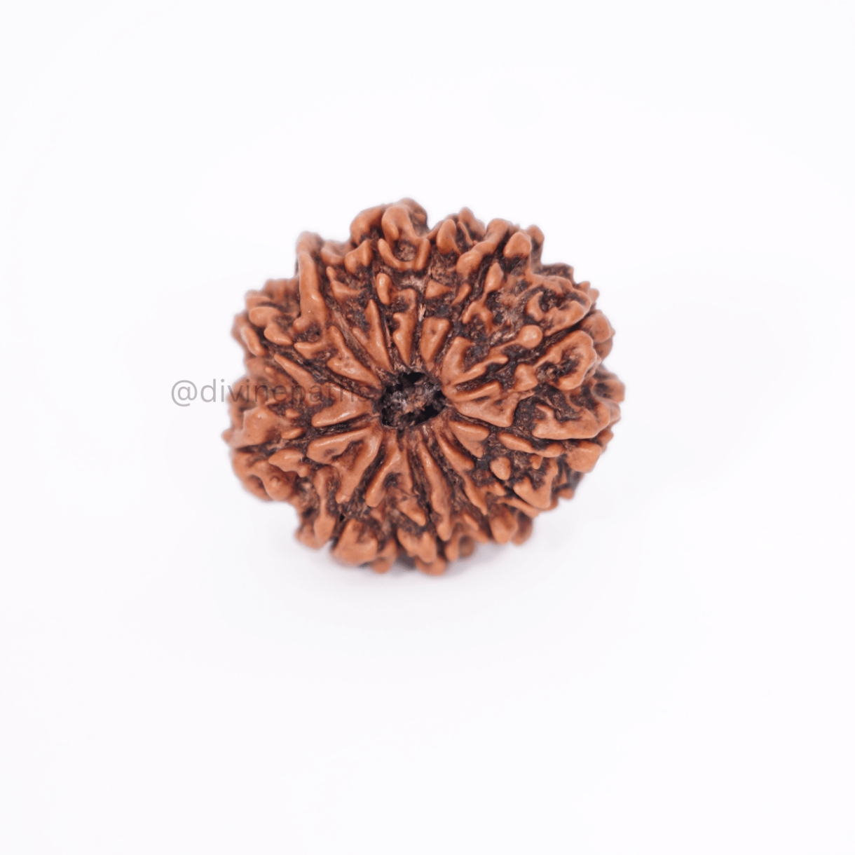 Eleven Mukhi Small Rudraksha