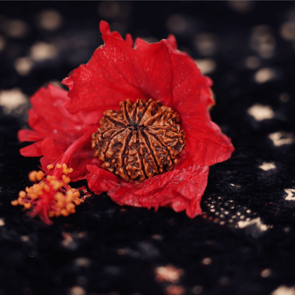 Eleven Mukhi Small Rudraksha
