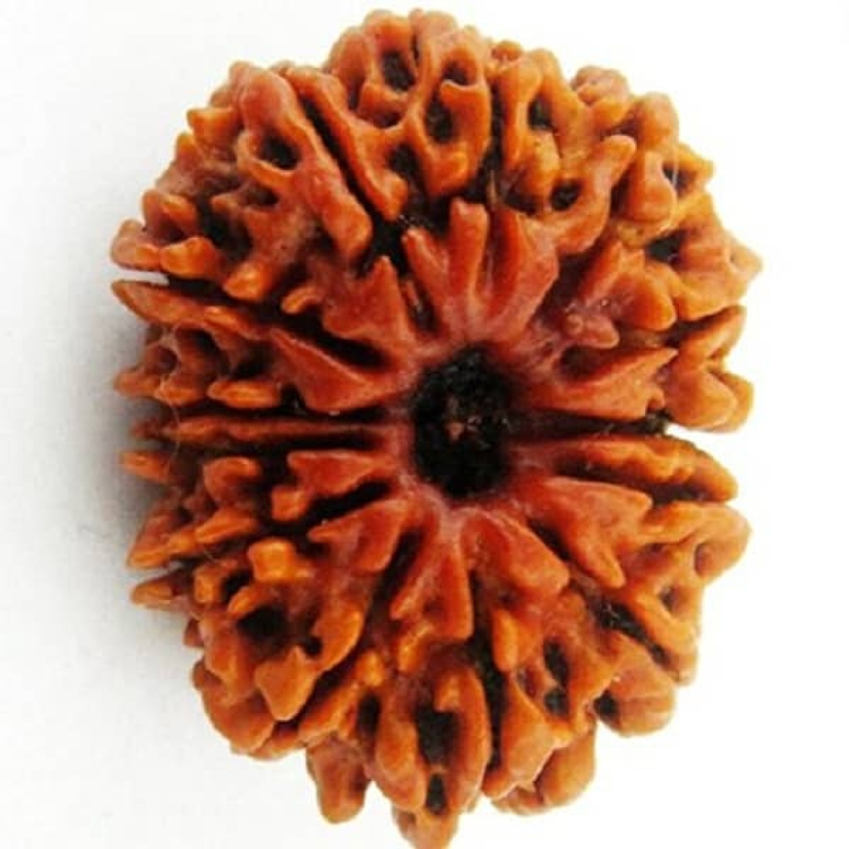 Thirteen Mukhi Small Rudraksha