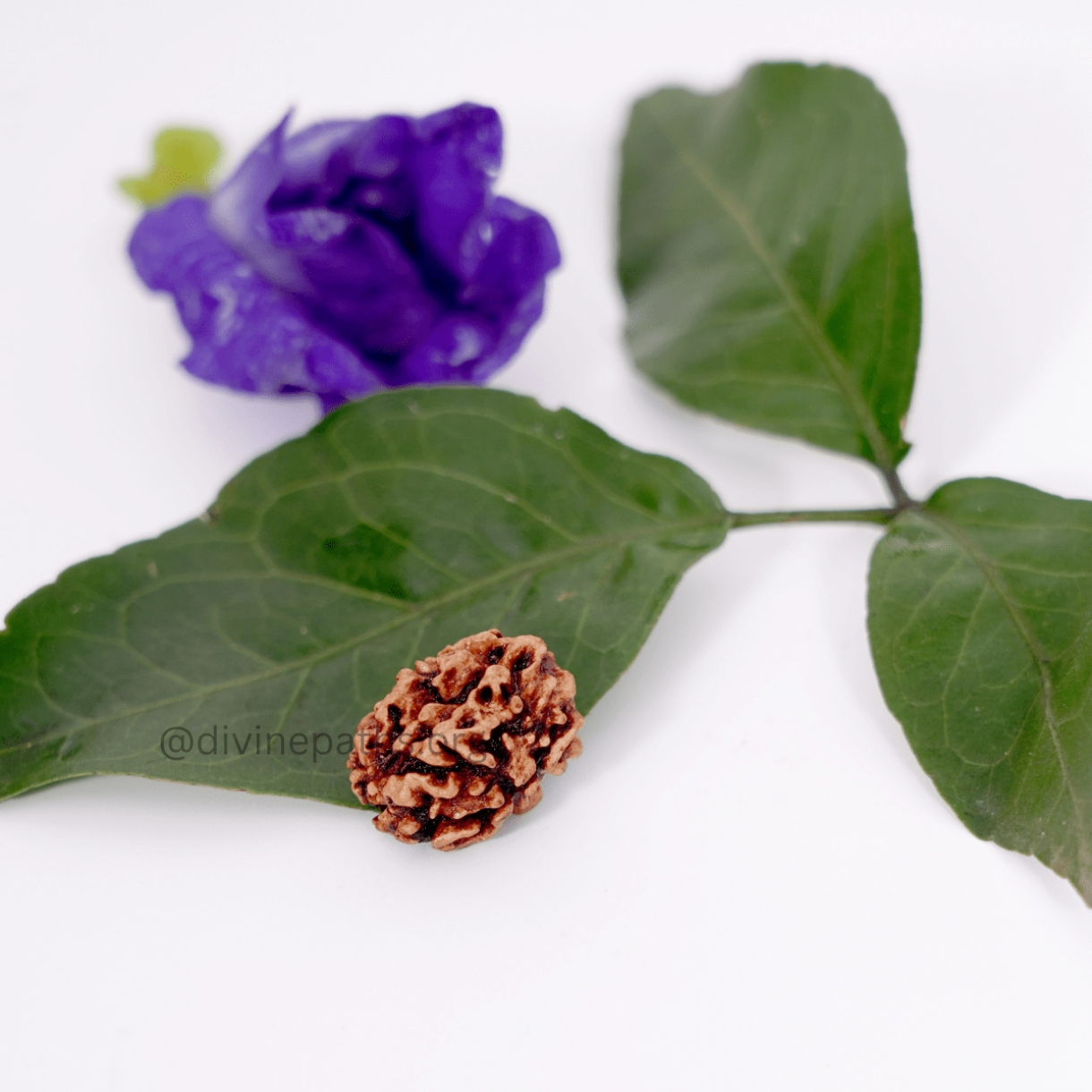 Two Mukhi Rudraksha Beads