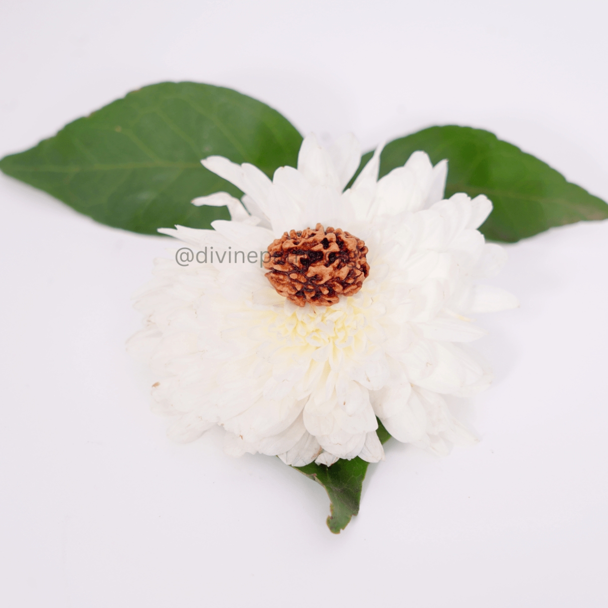 Two Mukhi Rudraksha Beads