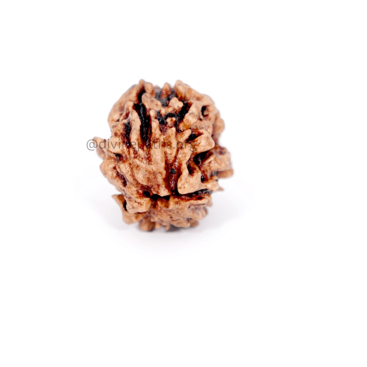Two Mukhi Rudraksha Beads