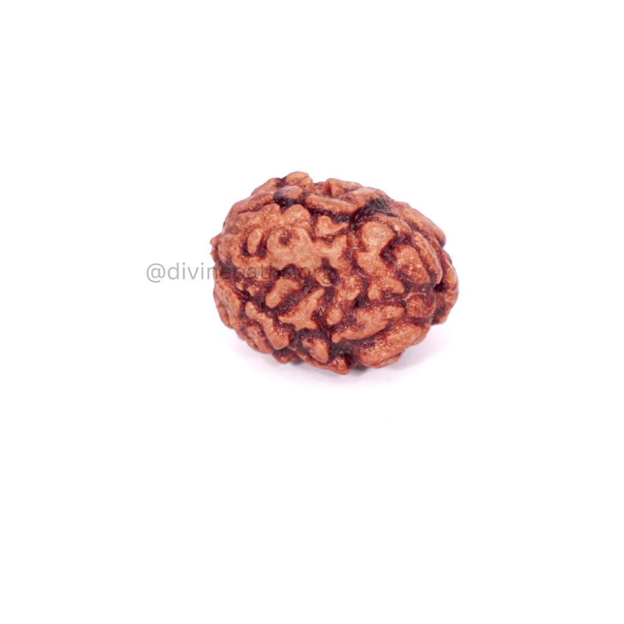 Three Mukhi Rudraksha Beads