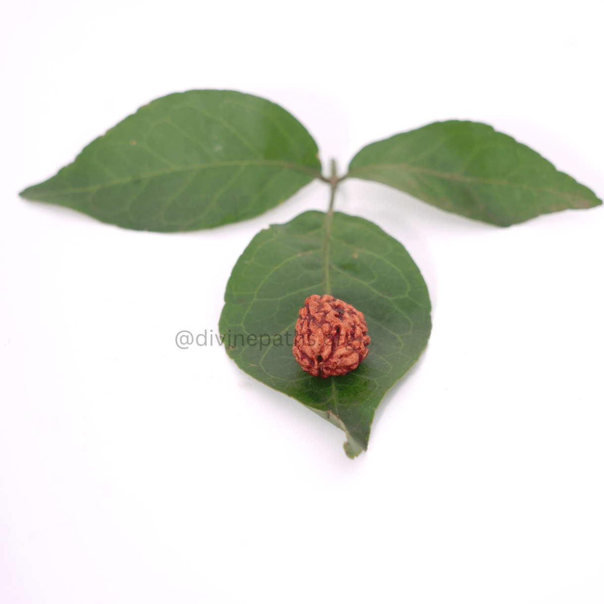 Three Mukhi Rudraksha Beads