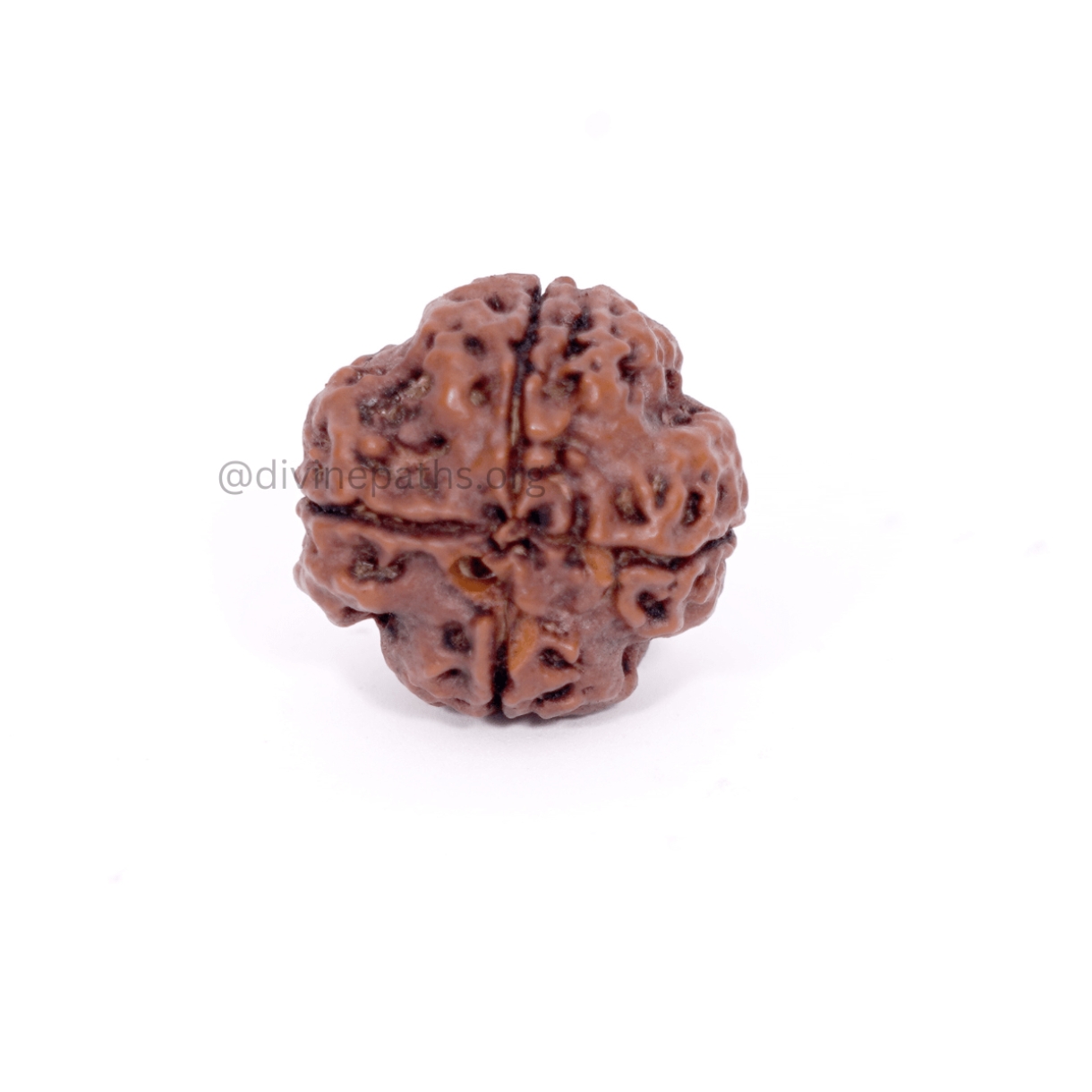 Four Mukhi Rudraksha Beads