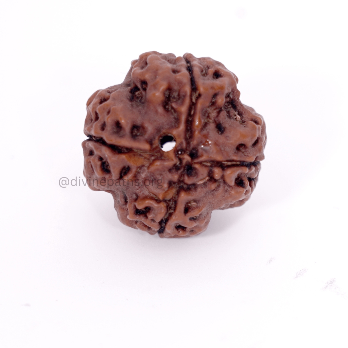 Four Mukhi Rudraksha Beads