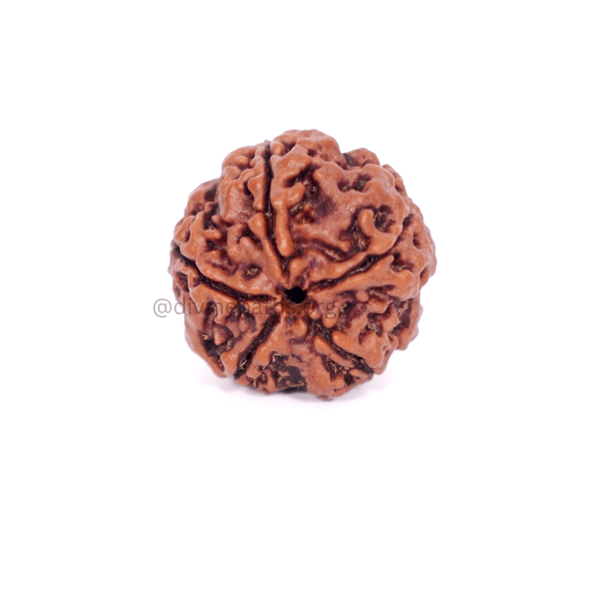 Five Mukhi Rudraksha Beads