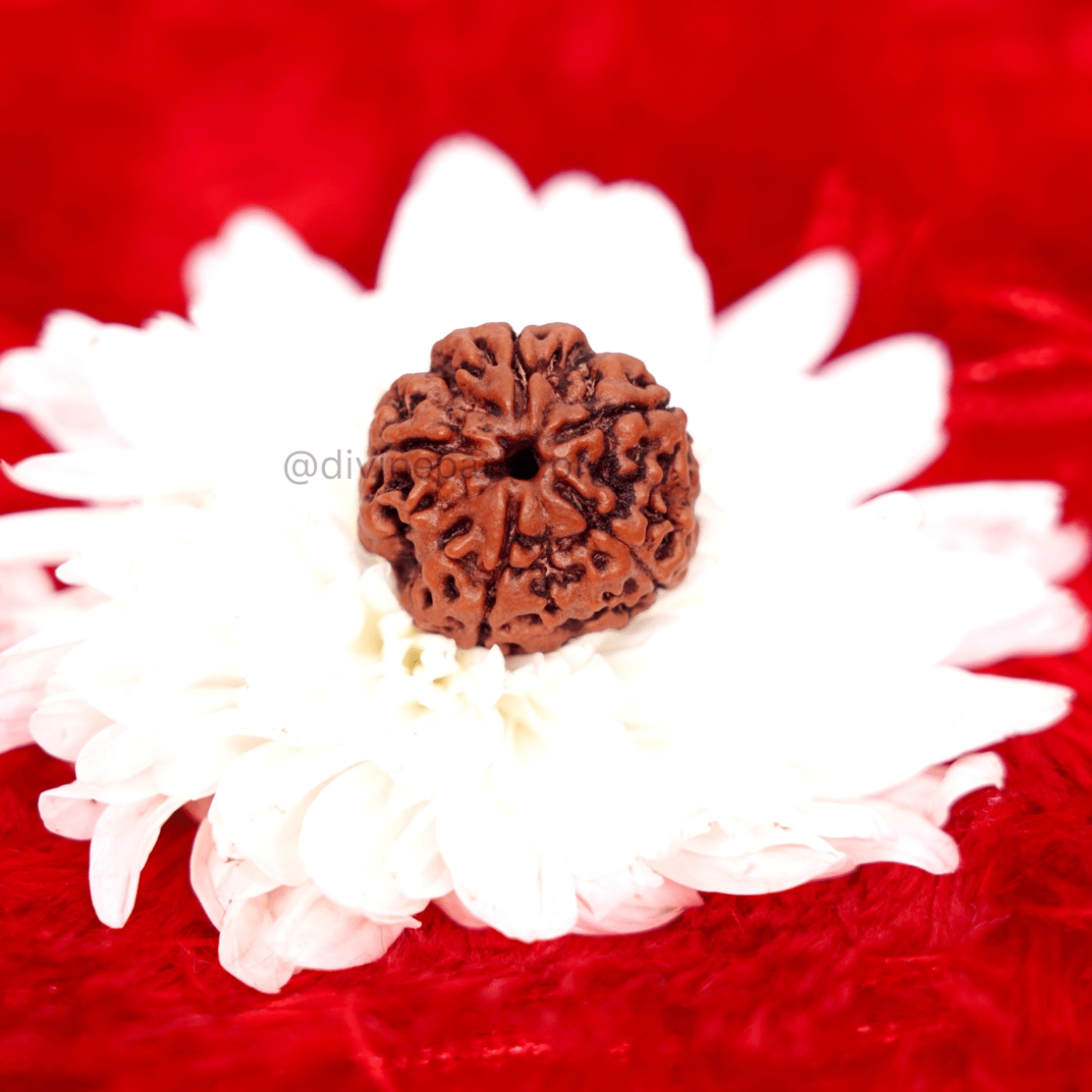 Five Mukhi Rudraksha Beads