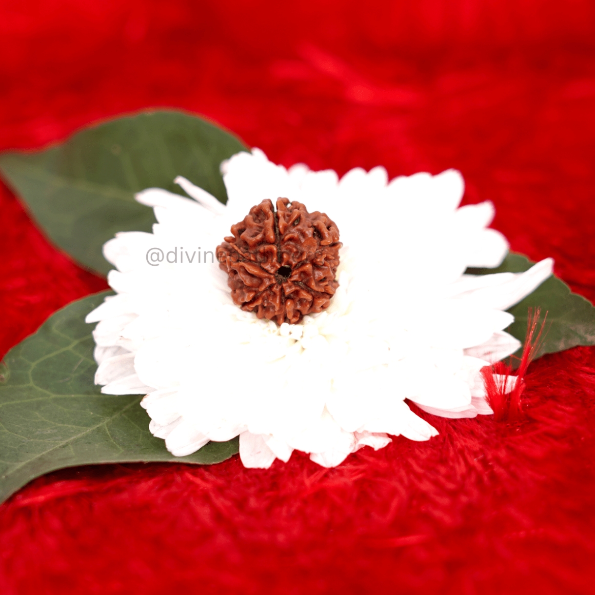 Six Mukhi Rudraksha Beads