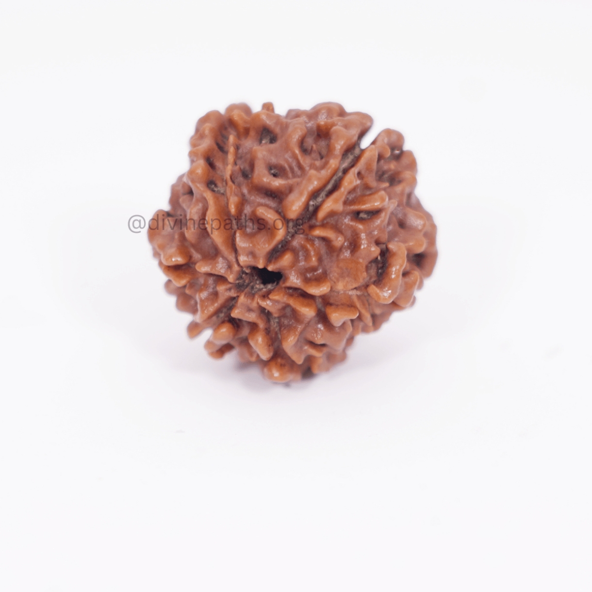 Six Mukhi Rudraksha Beads