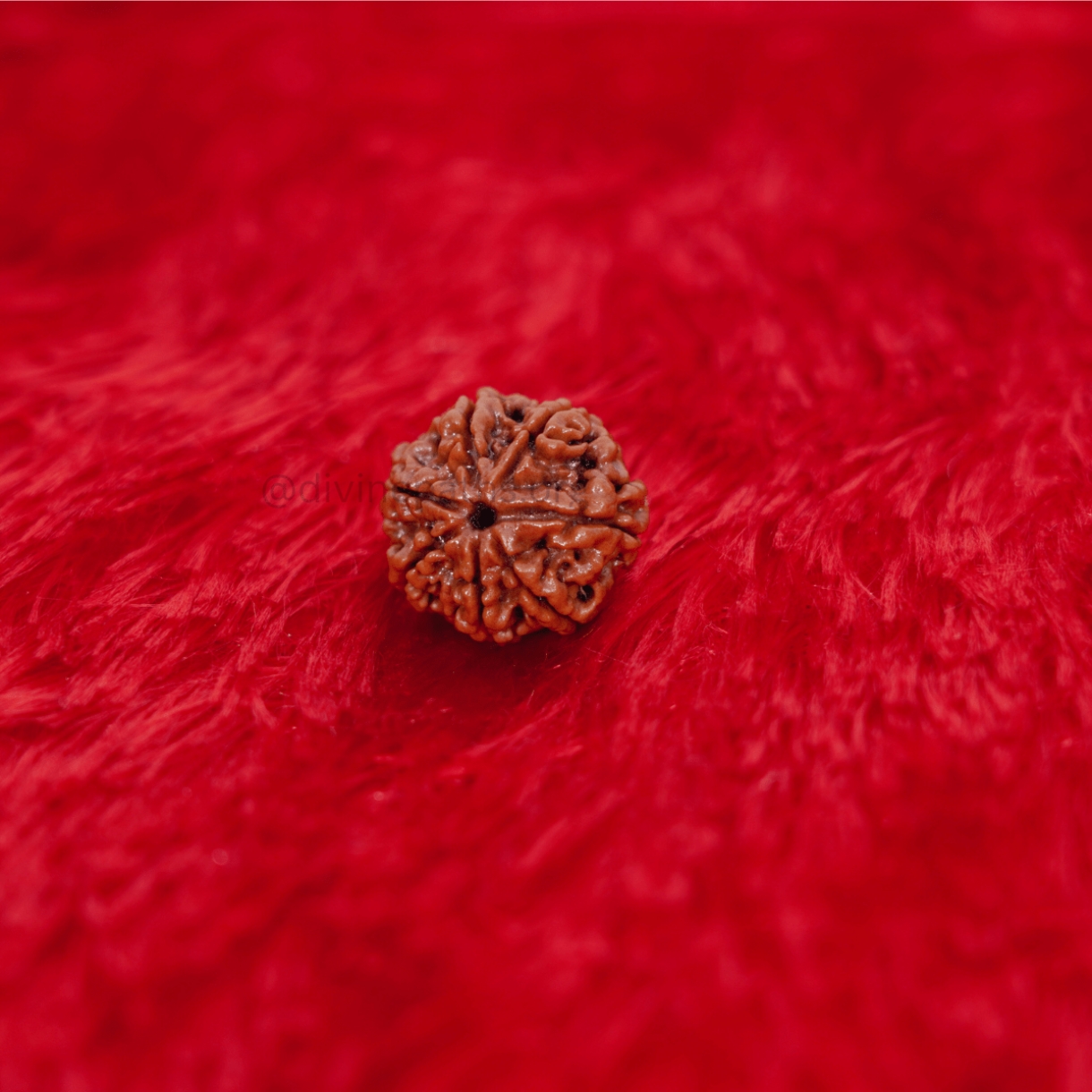 Seven Mukhi  Rudraksha Beads