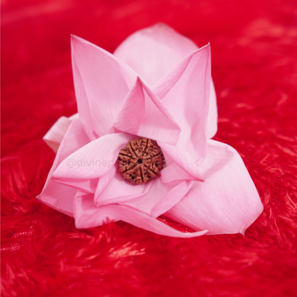 Seven Mukhi  Rudraksha Beads