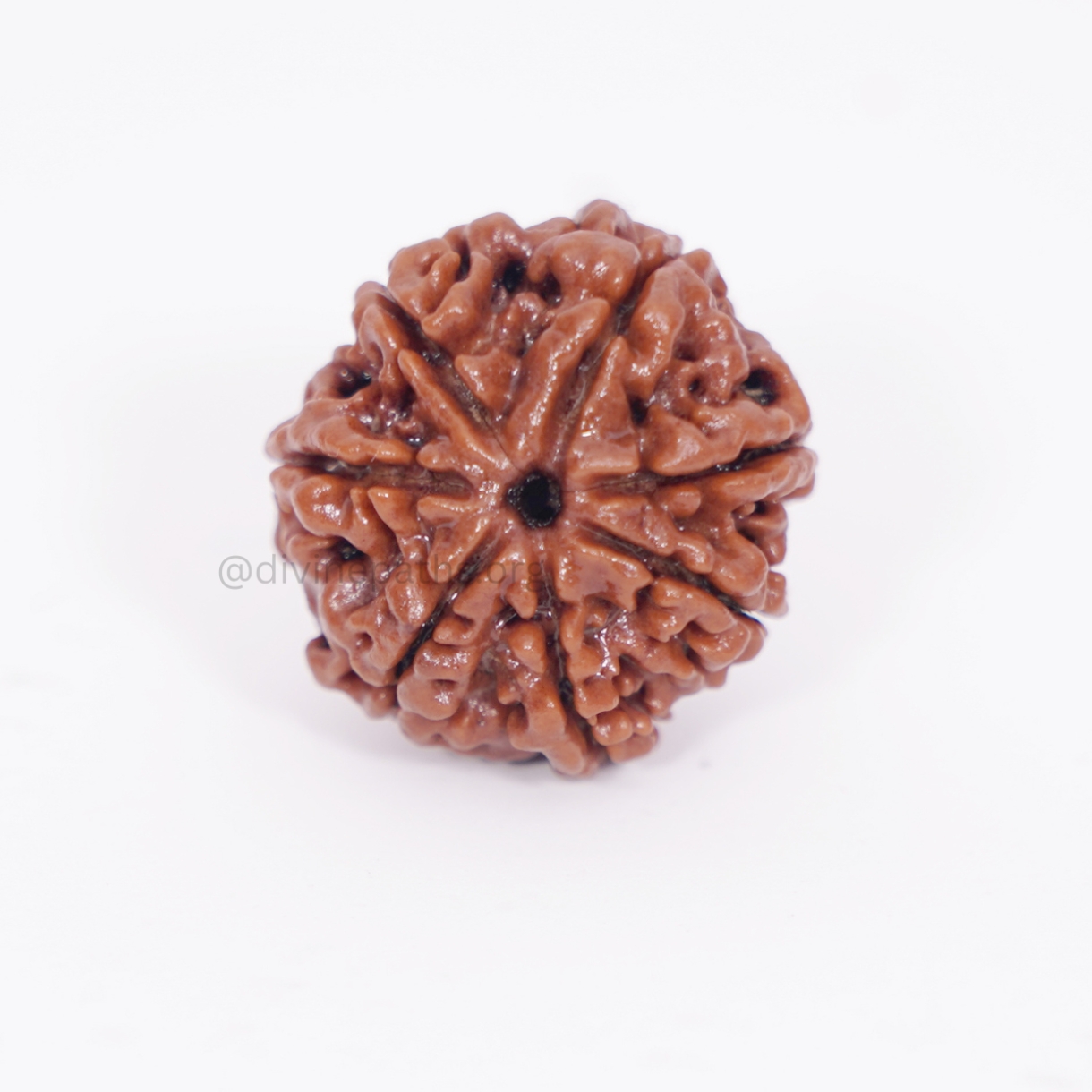 Seven Mukhi  Rudraksha Beads