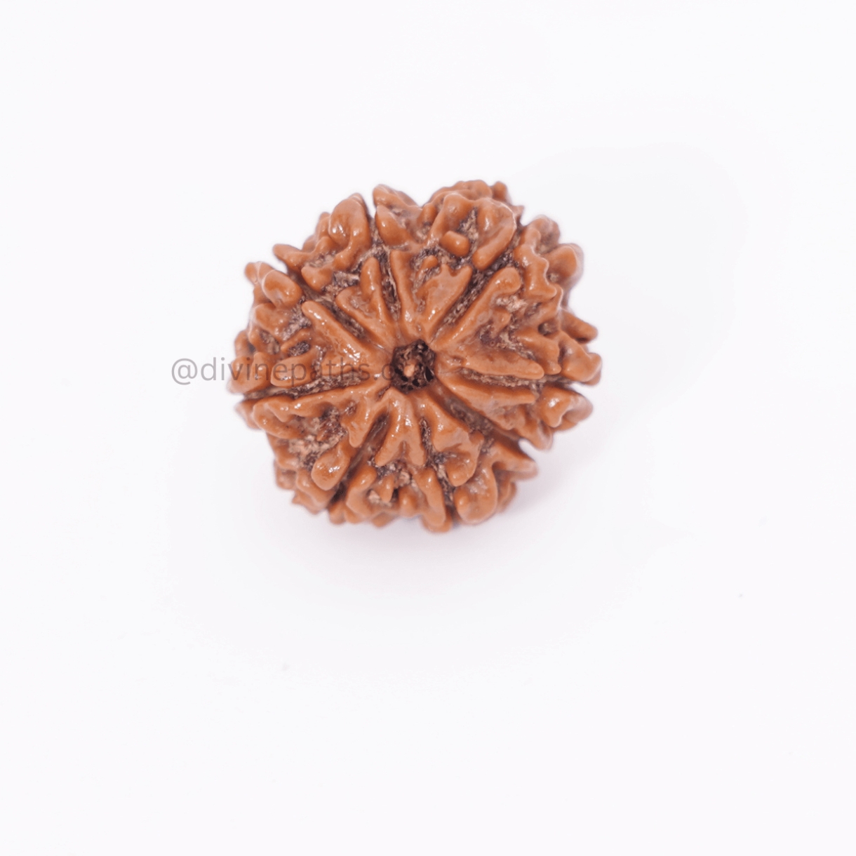Eight Mukhi  Rudraksha