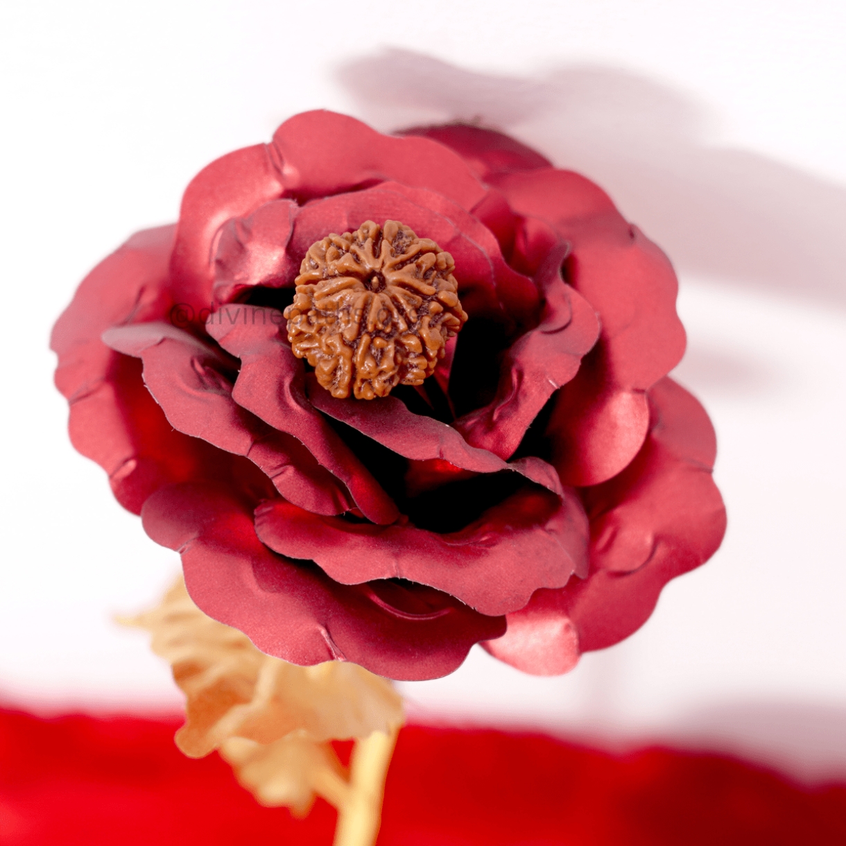 Eight Mukhi  Rudraksha