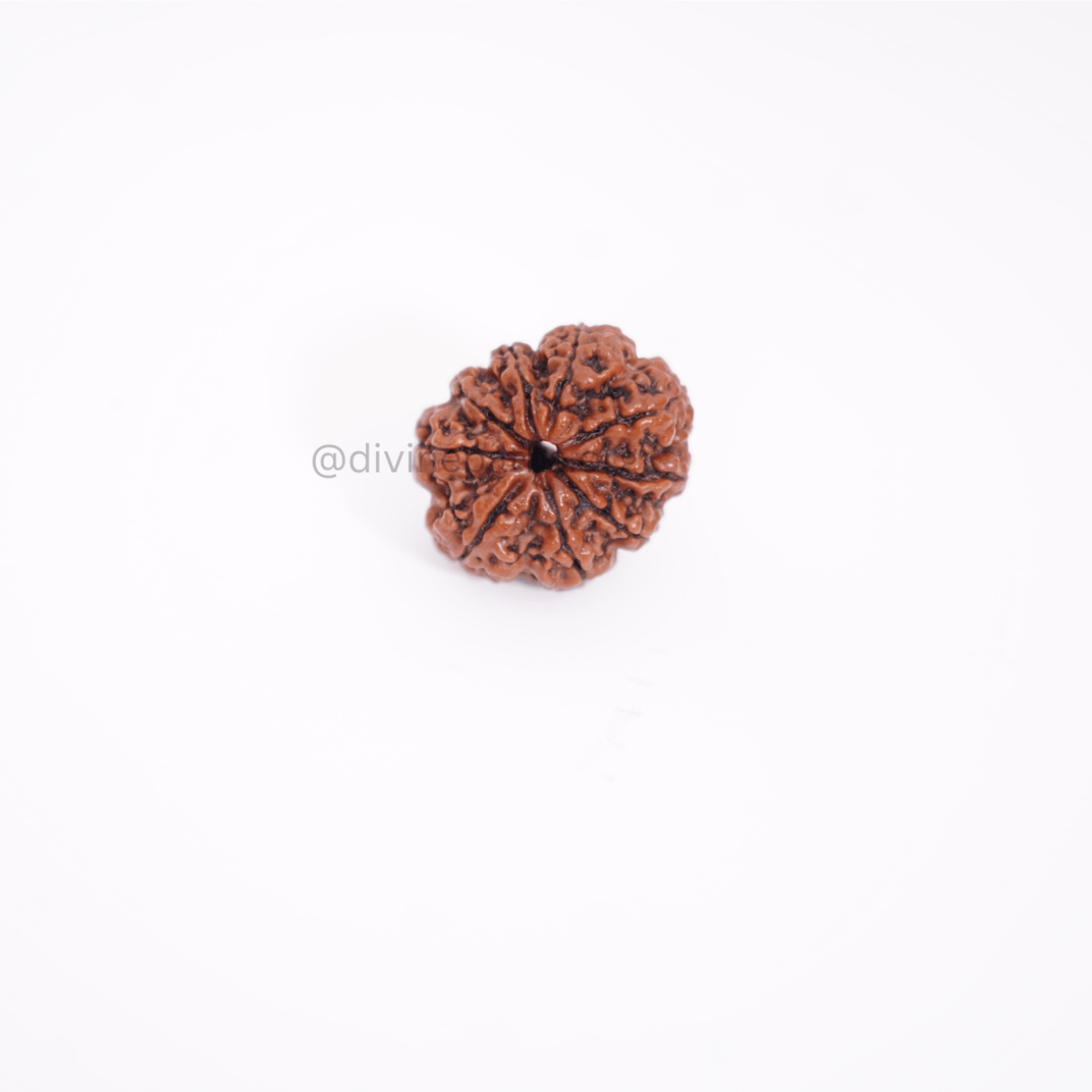 Nine Mukhi Small Rudraksha