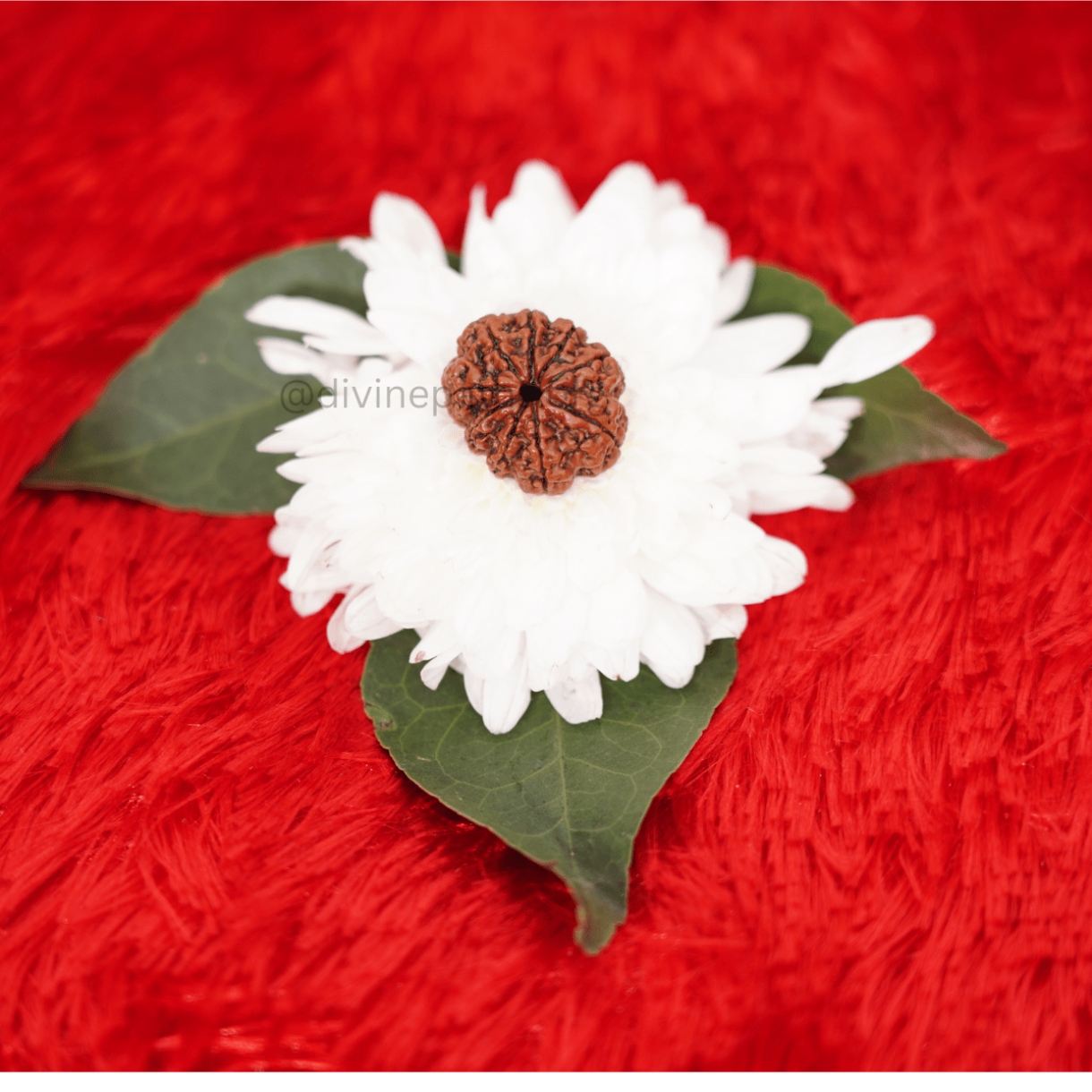 Nine Mukhi Small Rudraksha