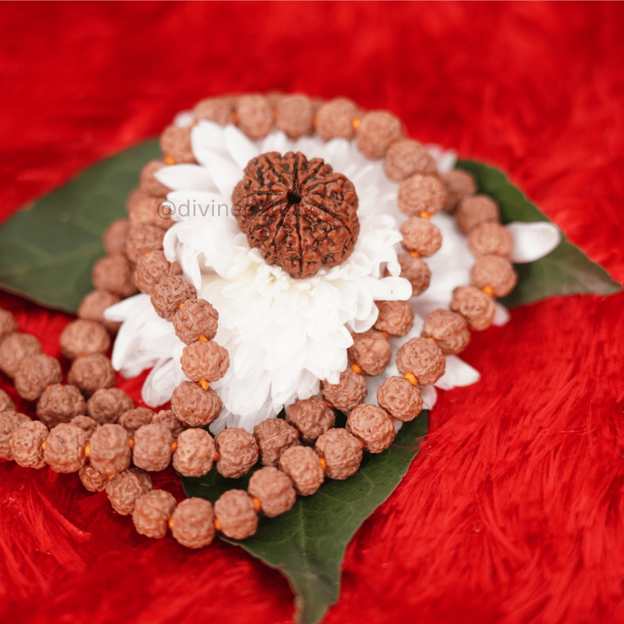 Nine Mukhi Small Rudraksha