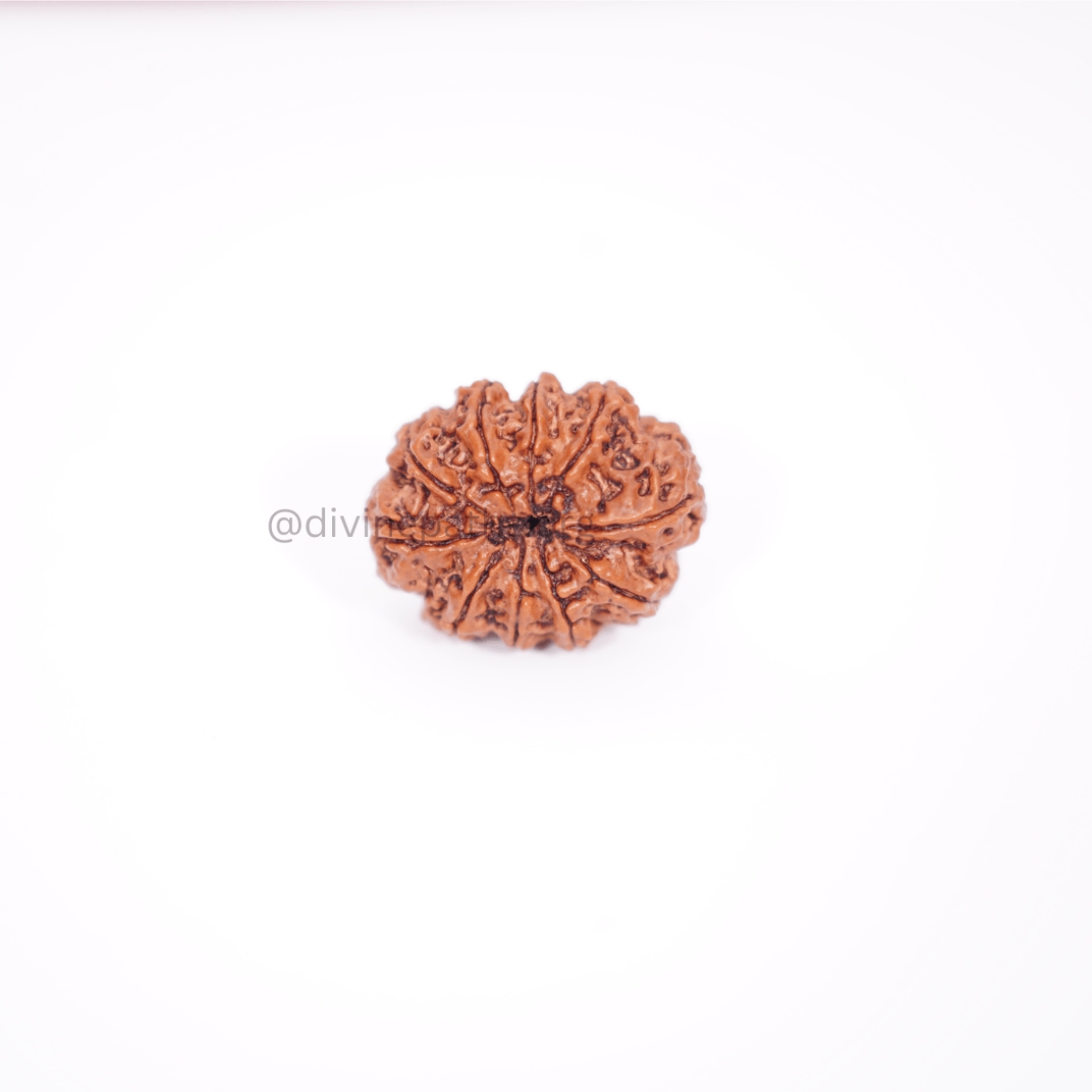 Ten Mukhi Small Rudraksha