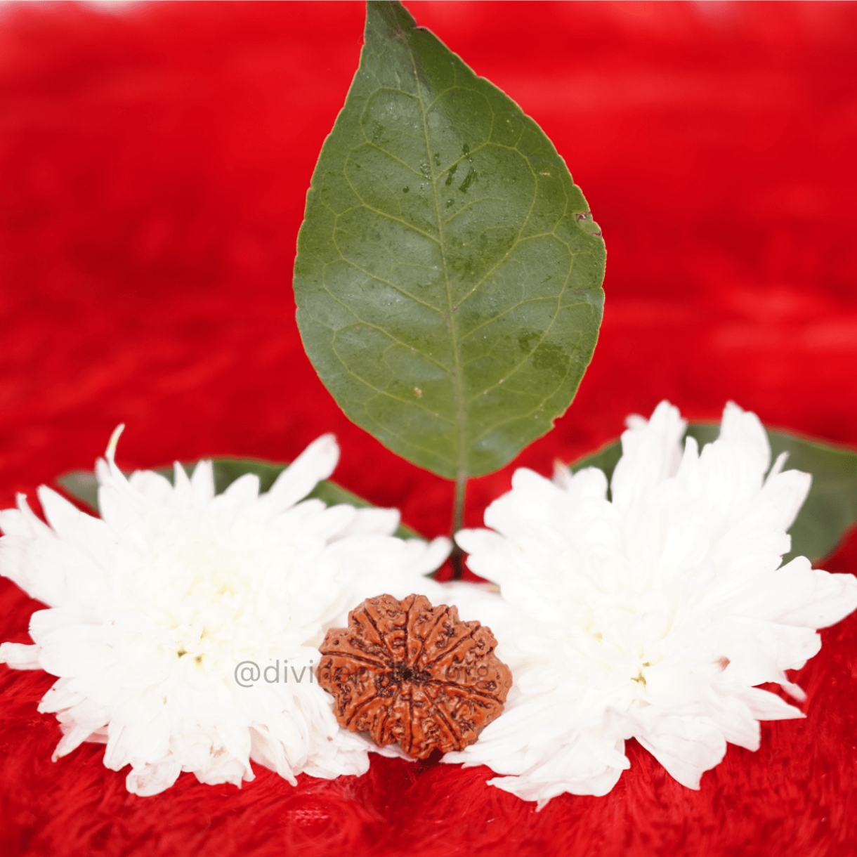 Ten Mukhi Small Rudraksha
