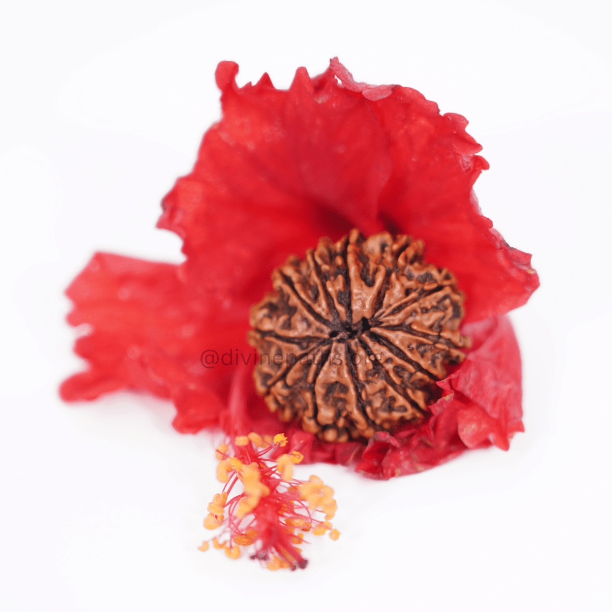 Twelve Mukhi Small Rudraksha