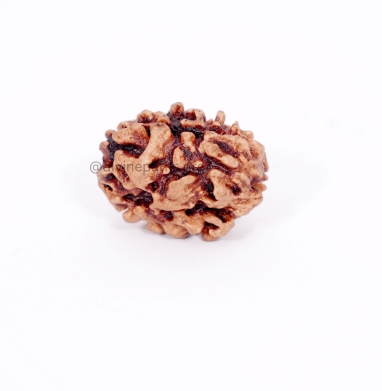 Two Mukhi Rudraksha Beads