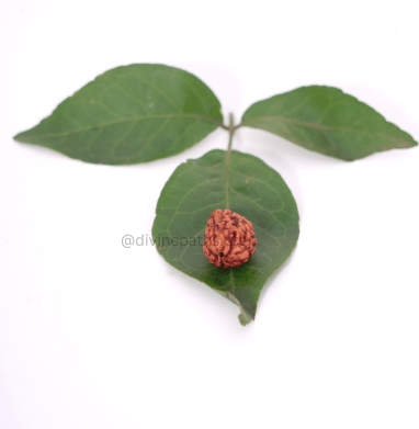Three Mukhi Rudraksha Beads
