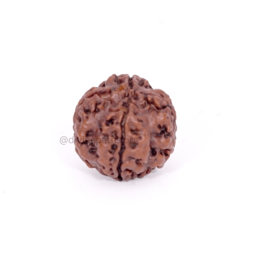 Four Mukhi Rudraksha Beads