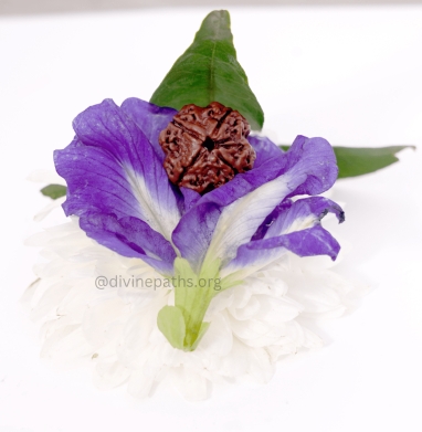 Four Mukhi Rudraksha Beads