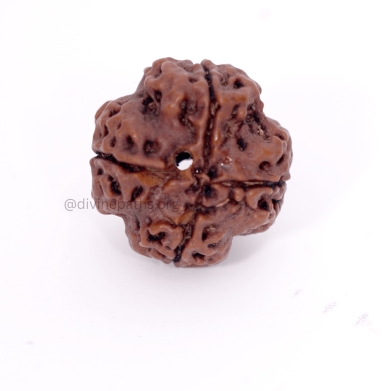 Four Mukhi Rudraksha Beads