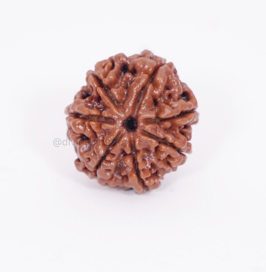 Seven Mukhi  Rudraksha Beads