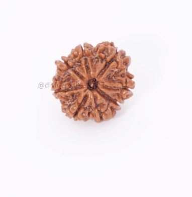Eight Mukhi  Rudraksha