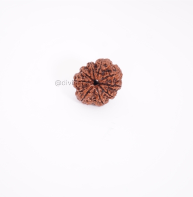 Nine Mukhi Small Rudraksha