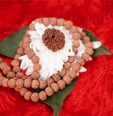 Nine Mukhi Small Rudraksha