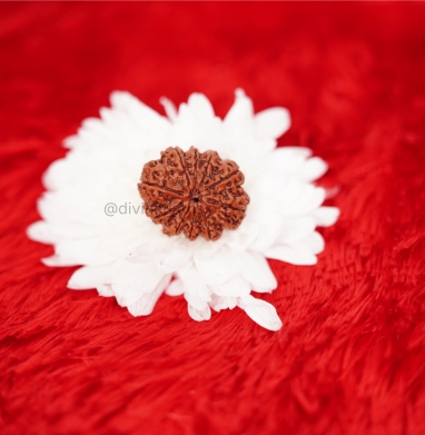 Ten Mukhi Small Rudraksha