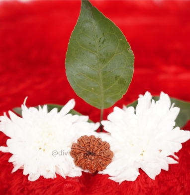 Ten Mukhi Small Rudraksha