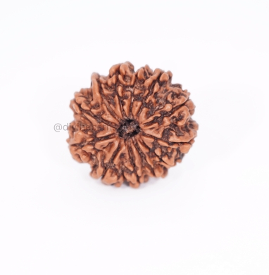 Twelve Mukhi Small Rudraksha