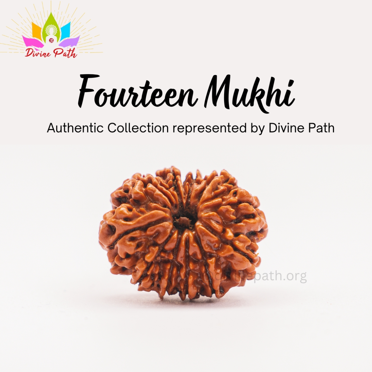 Fourteen Mukhi Medium Rudraksha