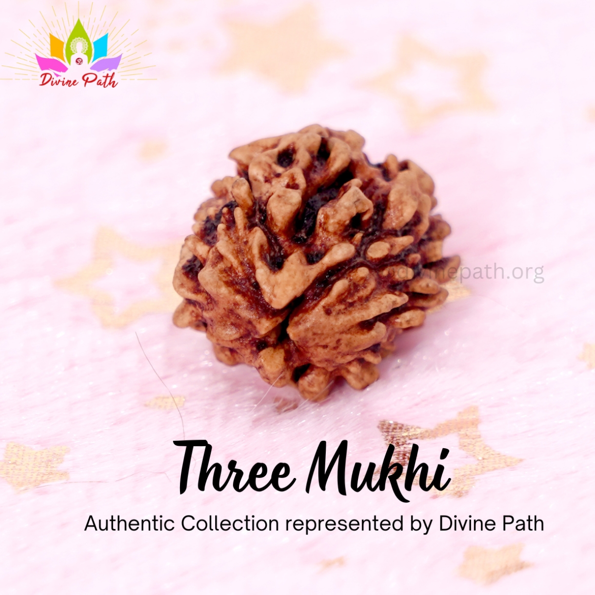 Three Mukhi Rudraksha Beads