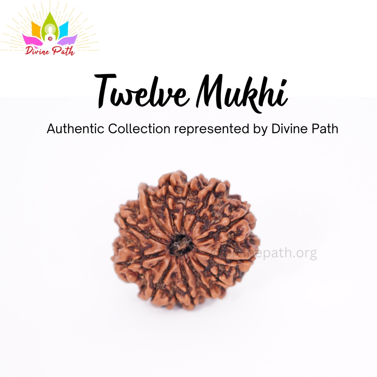 Twelve Mukhi Small Rudraksha