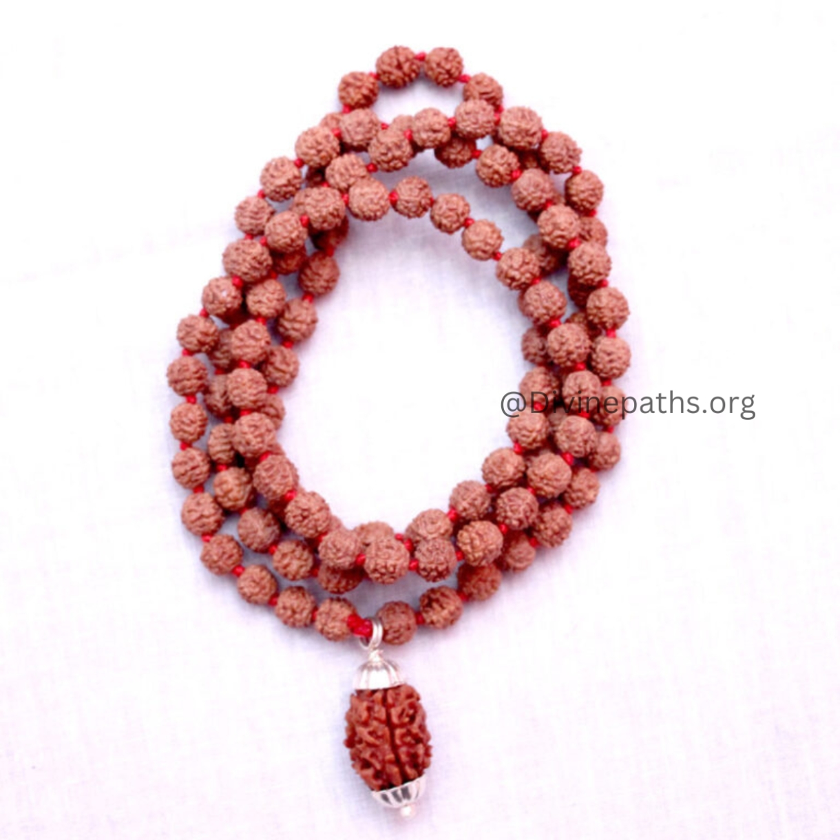 3 Mukhi Rudraksha With 5 Mukhi Rudraksha Mala