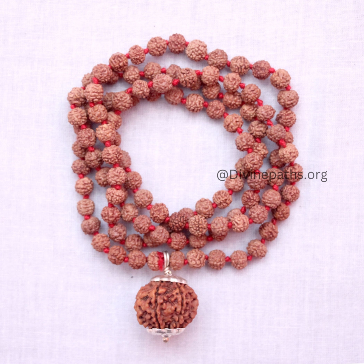 7 Mukhi Rudraksha With 5 Mukhi Rudraksha Mala