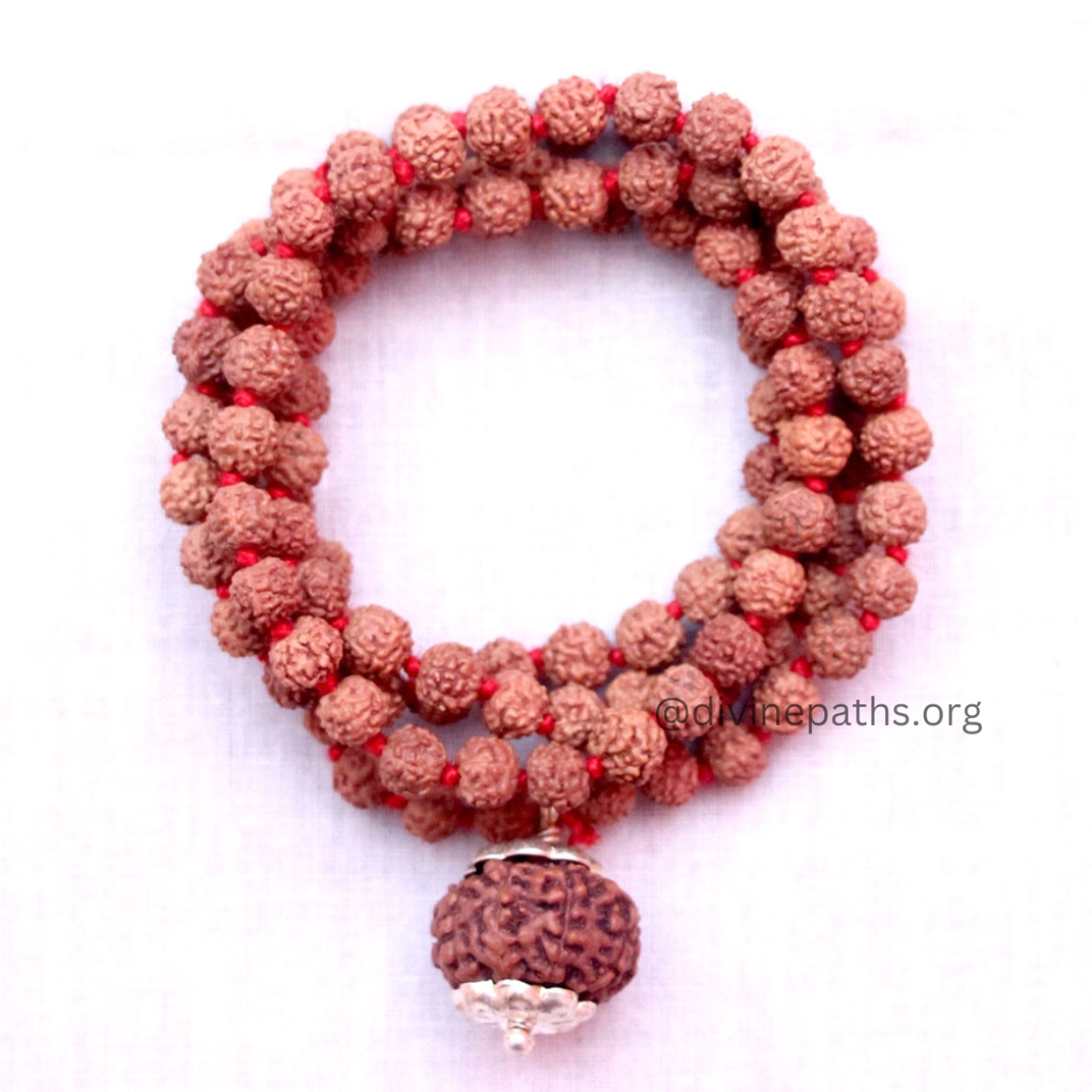 10 Mukhi Rudraksha With 5 Mukhi Rudraksha Mala