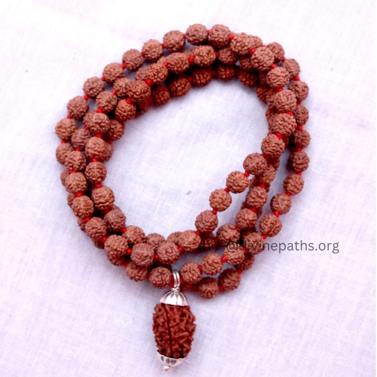 2 Mukhi Rudraksha With 5 Mukhi Rudraksha Mala