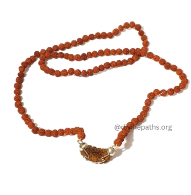 1 Mukhi Rudraksha With 5 Mukhi Rudraksha Mala