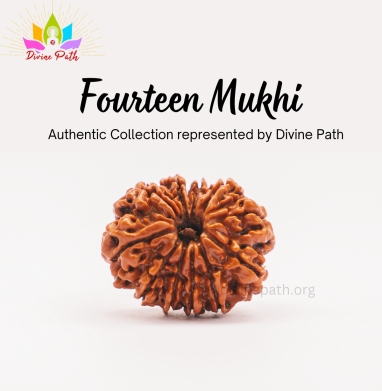 Fourteen Mukhi Medium Rudraksha