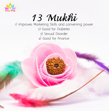 Thirteen Mukhi Small Rudraksha