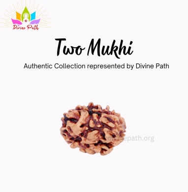 Two Mukhi Rudraksha Beads