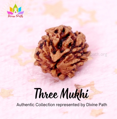Three Mukhi Rudraksha Beads