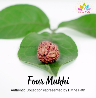 Four Mukhi Rudraksha Beads